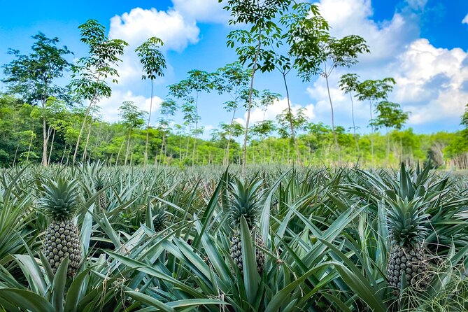 Phuket Coast to Coast Cycling Tour Half Day Tour - Additional Information and Requirements