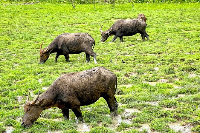 Phuket Coast to Coast Cycling Tour Half Day Tour - Common Questions