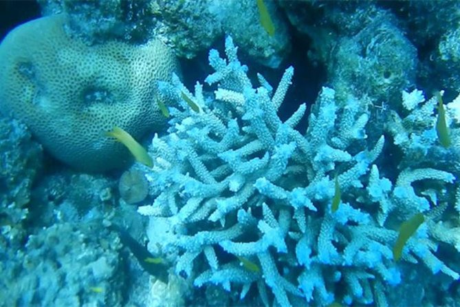 Phuket Coral Island Tour With Lunch - Overview