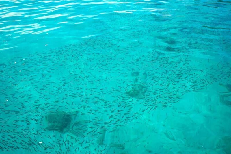 Phuket: Coral & Racha Islands Speedboat Day Trip with Lunch - FAQ