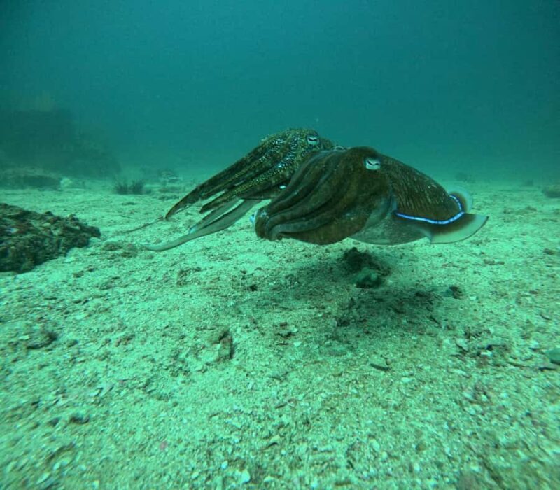 Phuket: Coral Reef Scuba Diving Experience at Pristine Beach - The Sum Up: Why This Experience Stands Out