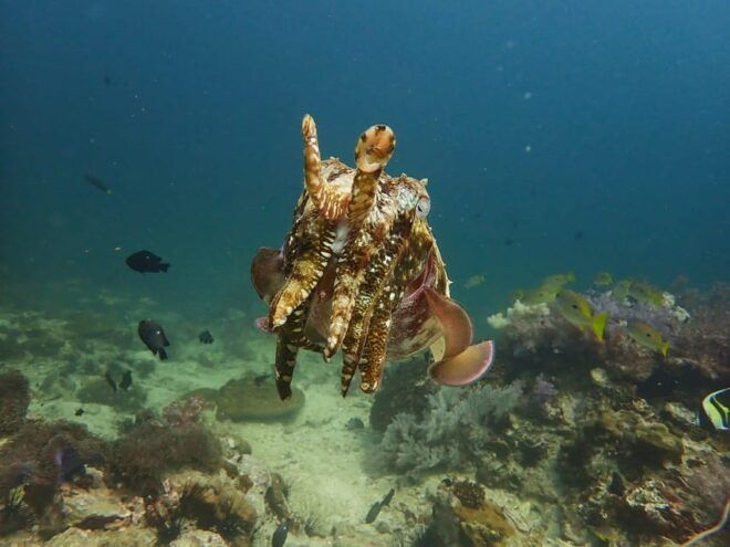 Phuket: Discover Scuba Diving 2 Dives Racha Yai FREE PHOTOS - Whats Included