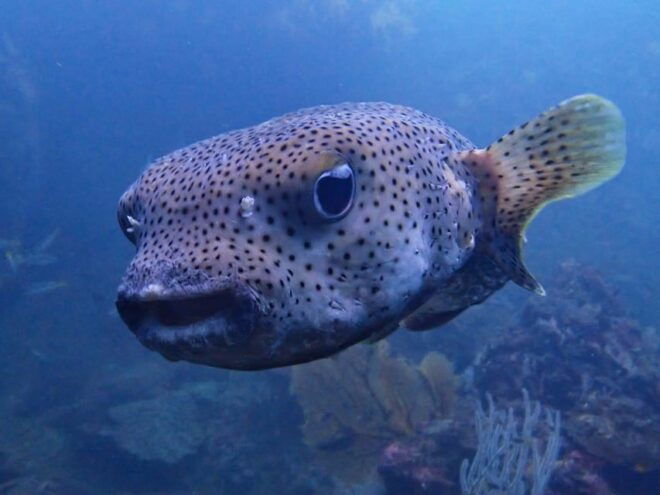 Phuket: Discover Scuba Diving 2 Dives Racha Yai FREE PHOTOS - Important Guidelines