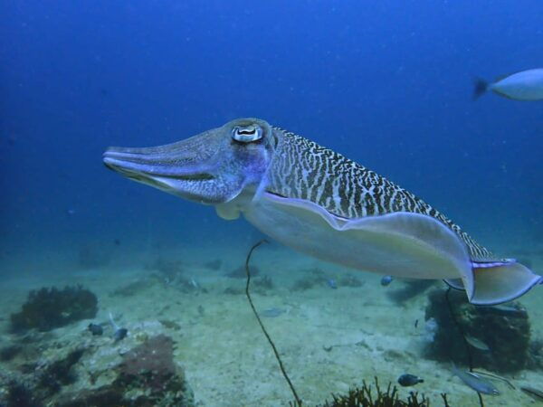 Phuket: Discover Scuba Diving 2 Dives Racha Yai FREE PHOTOS - Scuba Diving Highlights