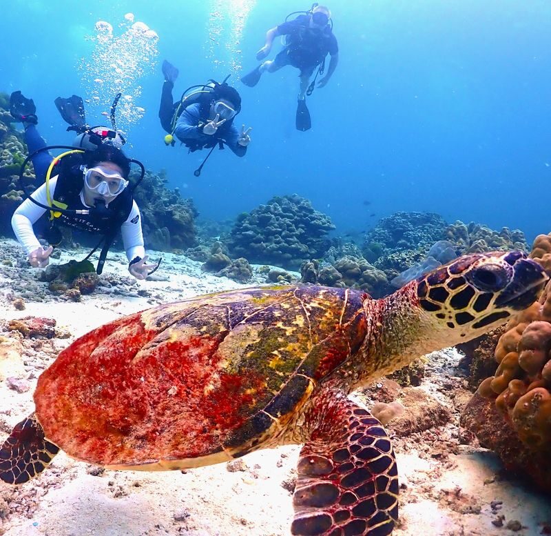 Phuket Dive Trip Racha Island(s) For All-level in Phuket - Choose the package that fits your experience