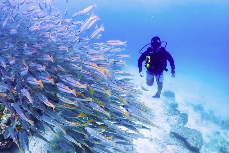 Phuket Dive Trip Racha Island(s) For All-level in Phuket - What the price covers, and what it does not