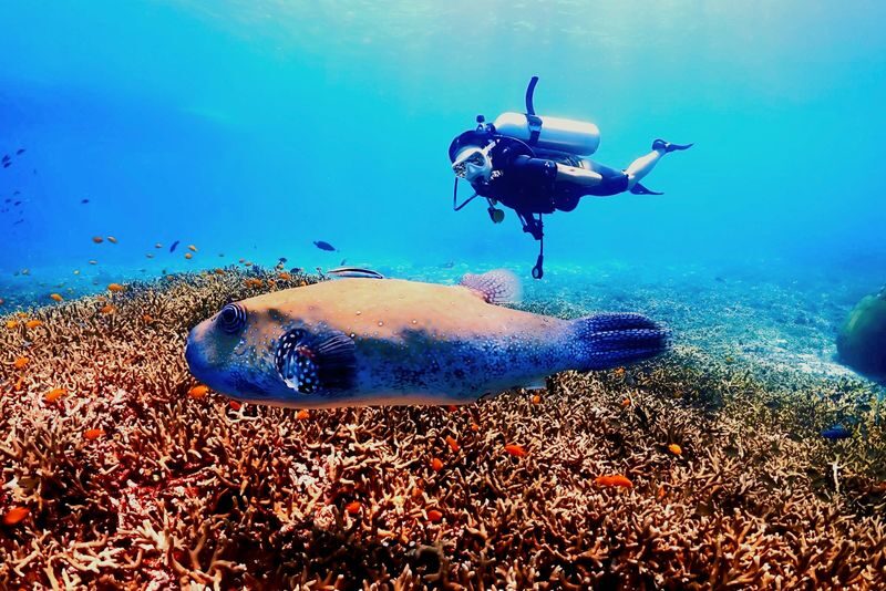 Phuket Dive Trip Racha Island(s) For All-level in Phuket - Who will get the most from this outing