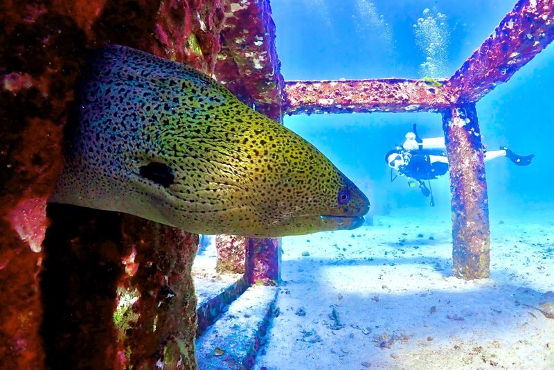 Phuket Dive Trip Racha Island(s) For All-level in Phuket - Should you book it?
