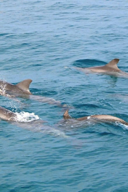 Phuket Dolphin Quest: Racha & Maiton Island Expedition - Experience and Activities