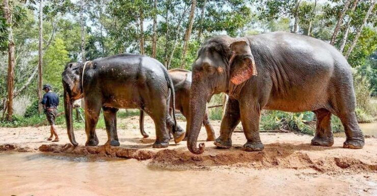 Phuket: Eco Guide Walking With Ethical Elephant Sanctuary - Experience Highlights