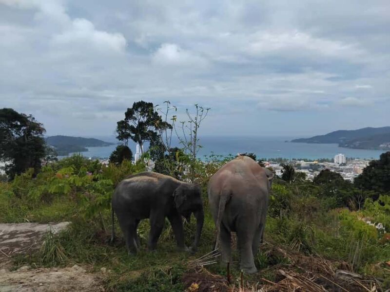 Phuket: Eco Guided Tour at Elephant Sanctuary - The Sum Up: The Top Takeaway