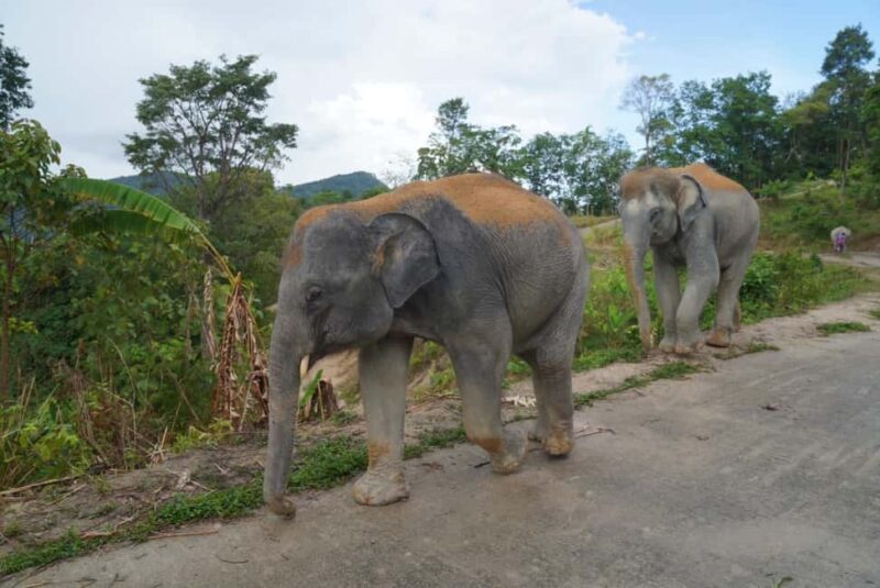 Phuket: Eco Guided Tour at Elephant Sanctuary - FAQs