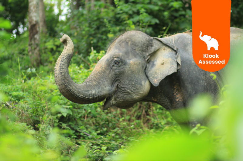 Phuket Elephant Care: Your Responsible & Authentic Welfare Programs - What the elephant visit is really about