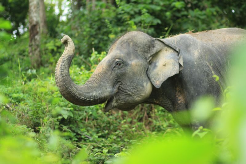 Phuket Elephant Care: Your Responsible & Authentic Welfare Programs - Feeding fruit, preparing food, and getting photos