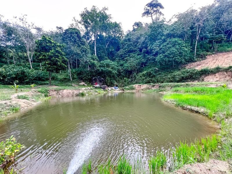 Phuket Elephant Care: Your Responsible & Authentic Welfare Programs - What the price buys, and where it can feel steep