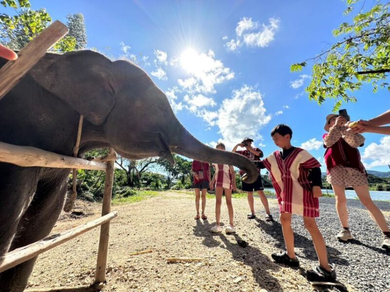 Phuket: Elephant Experience with Lunch or Dinner and Pickup - Good To Know