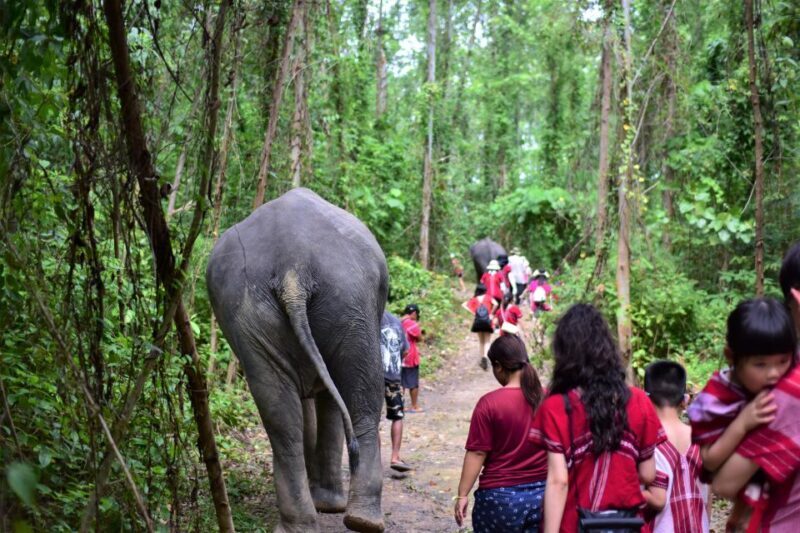 Phuket: Elephant Experience with Lunch or Dinner and Pickup - Who Will Enjoy This Tour?