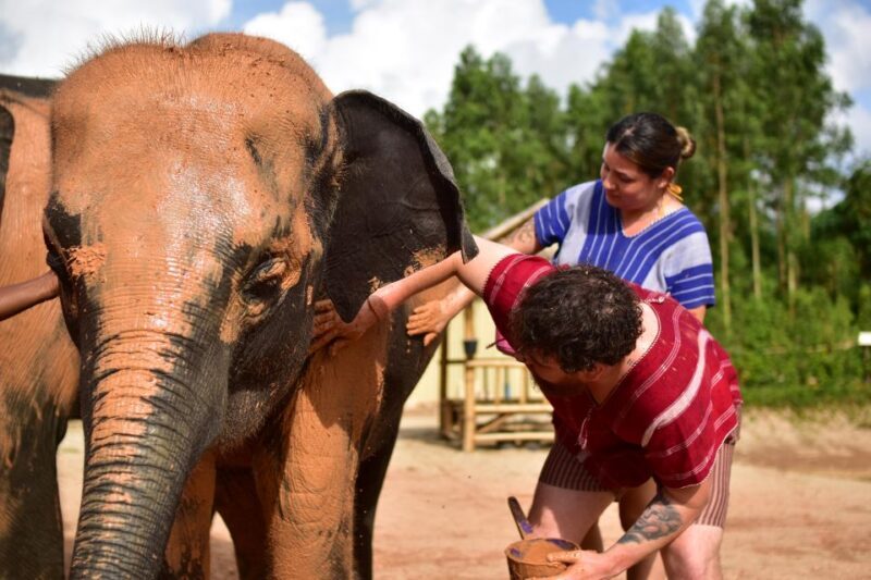 Phuket: Elephant Experience with Lunch or Dinner and Pickup - FAQ