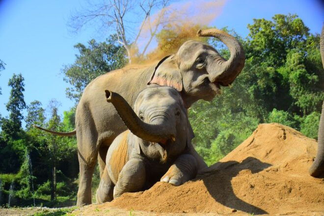 Phuket: Elephant Feeding Program - Inclusions