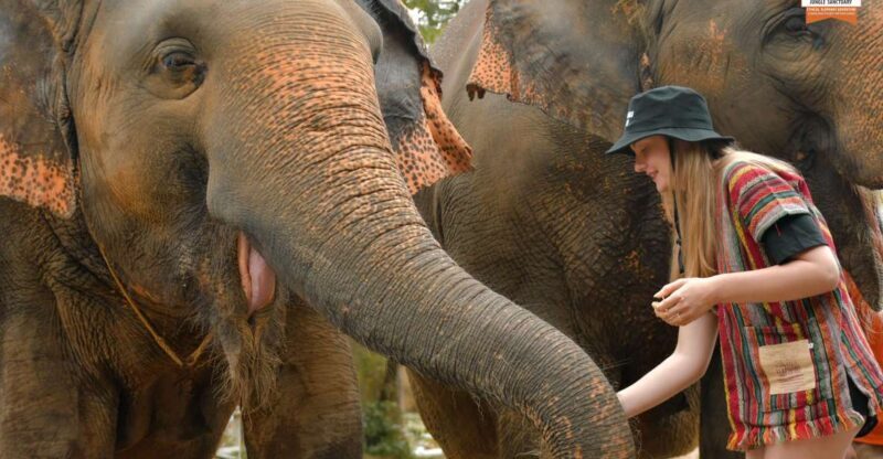 Phuket: Elephant Jungle Sanctuary Ethical Feeding Experience - What to Expect at Elephant Jungle Sanctuary Phuket