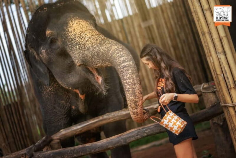 Phuket: Elephant Jungle Sanctuary Ethical Feeding Experience - Practical Details & Tips