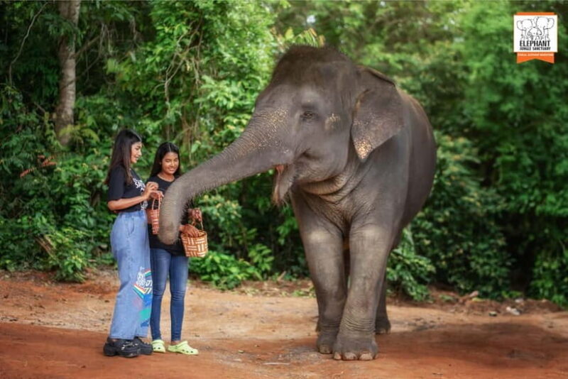 Phuket: Elephant Jungle Sanctuary Ethical Feeding Experience - Authentic Experiences & Insights from Reviews