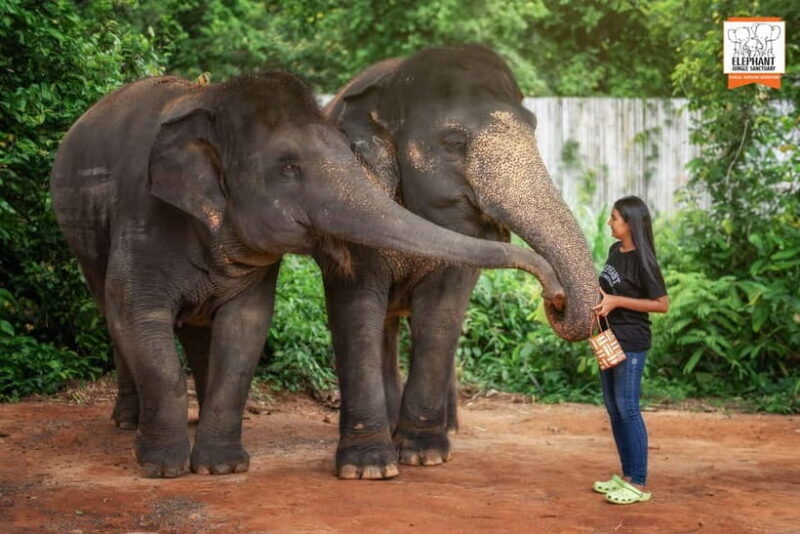 Phuket: Elephant Jungle Sanctuary Ethical Feeding Experience - Frequently Asked Questions