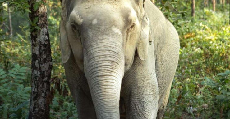 Phuket: Elephant Jungle Sanctuary Full-Day Experience - Activity Details