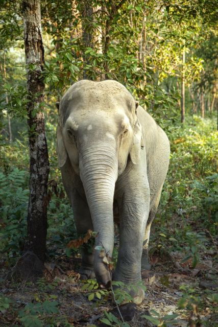 Phuket: Elephant Jungle Sanctuary Full-Day Experience - Experience Highlights