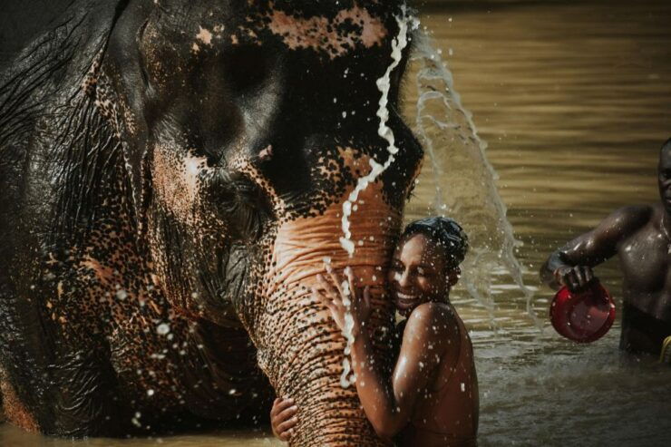 Phuket: Elephant Jungle Sanctuary Half-Day Visit With Meal - Activity Information