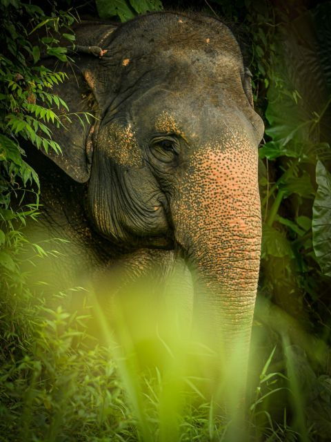 Phuket: Elephant Jungle Sanctuary 'Watch Me' Experience - Booking Details