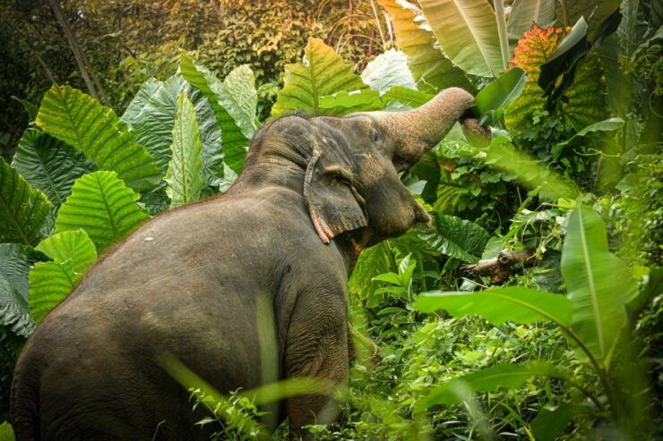 Phuket: Elephant Jungle Sanctuary 'Watch Me' Experience - Experience Highlights