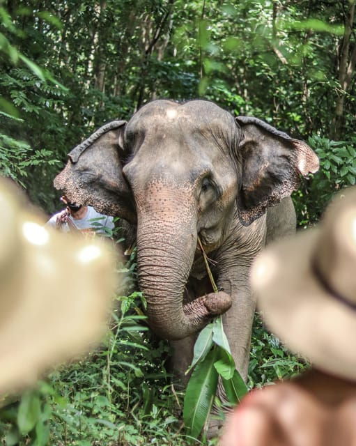 Phuket: Elephant Nature Reserve Entry Ticket and Guided Tour - Good To Know
