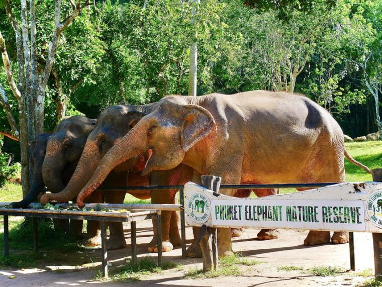 Phuket: Elephant Nature Reserve Entry Ticket and Guided Tour - Important Information and Tips