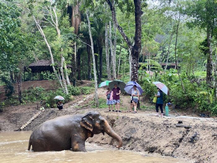 Phuket: Elephant Nature Reserve Entry Ticket and Guided Tour - Witness the Rescued Elephants Stories