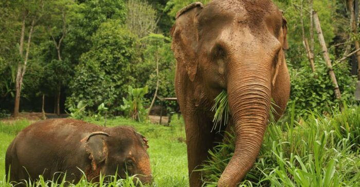 Phuket: Elephant Nature Reserve Entry Ticket and Guided Tour - Frequently Asked Questions