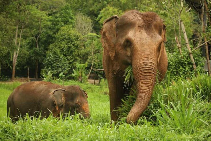 Phuket Elephant Nature Reserve - Short 90min - Experience and Itinerary