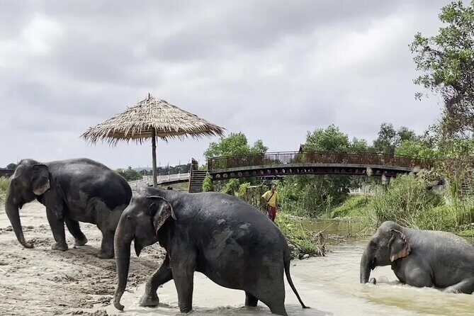 Phuket: Elephant Nature Walk - Guided Tour with Transport - The Guided Tour and Educational Insights