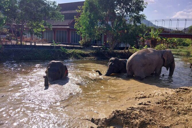 Phuket: Elephant Nature Walk - Guided Tour with Transport - Who Will Love This Tour?