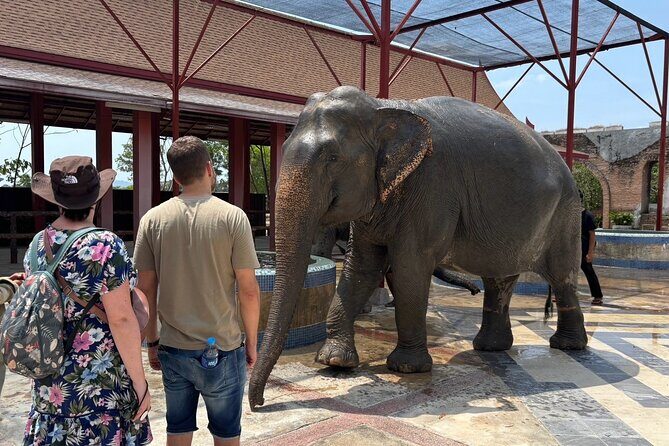 Phuket: Elephant Nature Walk - Guided Tour with Transport - Final Thoughts: Is It Worth It?