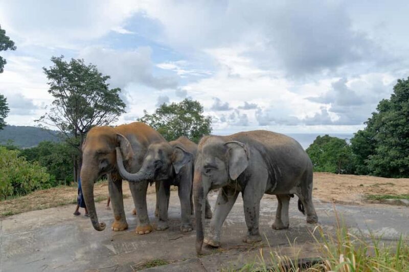 Phuket: Elephant Sanctuary & ATV Adventure Combo - In The Sum Up