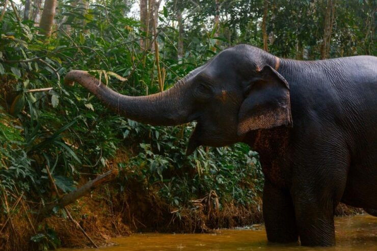 Phuket: Elephant Sanctuary Full Day Tour in Khaolak - Activity Details
