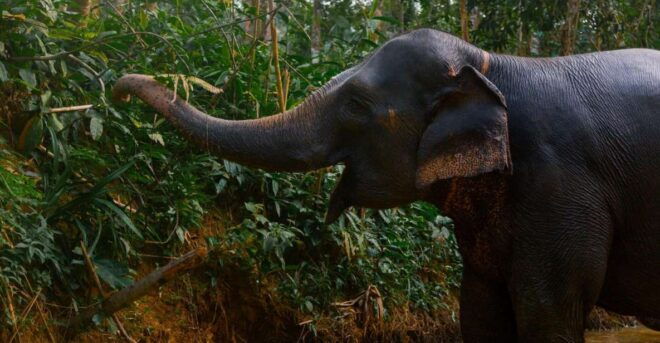Phuket: Elephant Sanctuary Full Day Tour in Khaolak - Customer Reviews