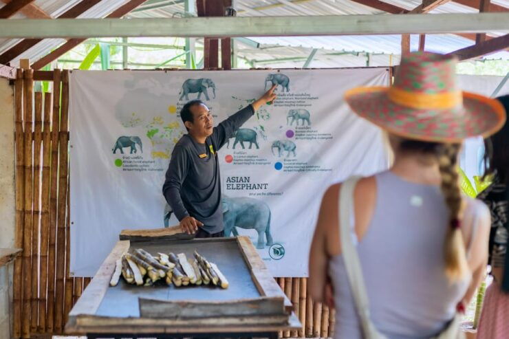 Phuket: Elephant Sanctuary Gentle Giants Feeding Adventure - Key Points