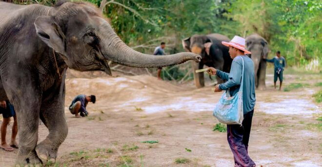 Phuket: Elephant Sanctuary Gentle Giants Feeding Adventure - Experience Highlights