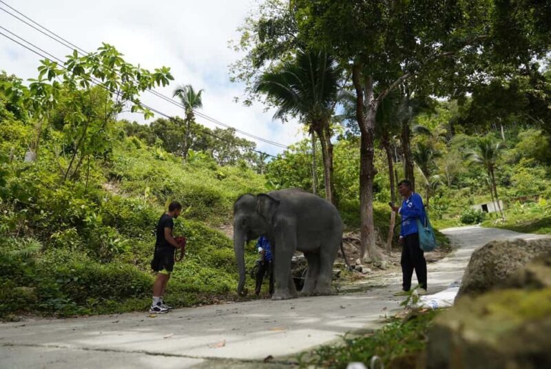 Phuket: Elephant Sanctuary Guided Tour with Hotel Transfers - FAQs