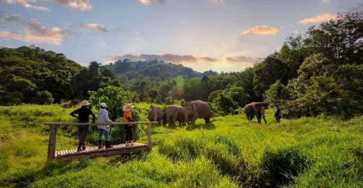 Phuket: Elephant Sanctuary Guided Tour With Hotel Transfers - Booking Details