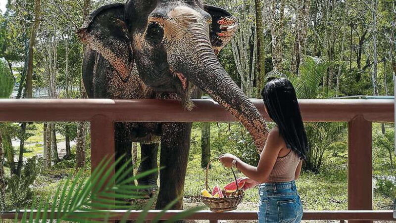 Phuket Elephant Sanctuary: Half-Day With Vegetarian Meal - Good To Know