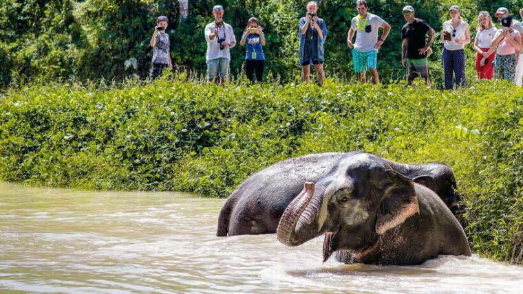 Phuket Elephant Sanctuary: Half-Day With Vegetarian Meal - Exploring the Sanctuarys Lush Jungle Environment