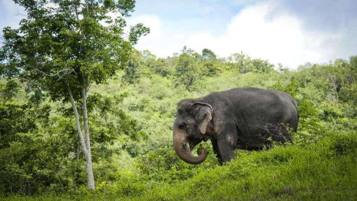 Phuket Elephant Sanctuary: Half-Day With Vegetarian Meal - The Canopy Walkway and Unique Perspectives